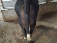 Qoramol (partiya, jinsi ko‘rsatilmagan), Russian Black pied cattle — 5-rasm