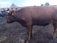 Bulle, Simmental cattle — Foto 1