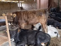 公牛, Swiss cattle — 照片 2