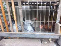 Adler Silver — Foto 1