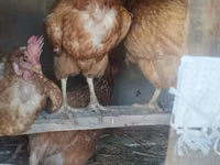 Chickens — foto 2