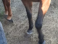 Stute, Arabian horse — Foto 8