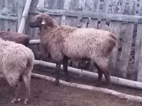 Widder, Edilbay sheep — Foto 1