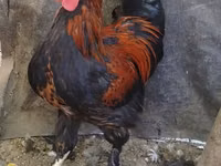 Chickens — الصورة 3