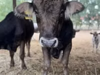 Toro, Raza carpatiana marrón — foto 3