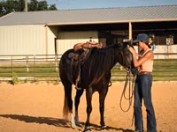 Hengst, Quarter Horse — Foto 7