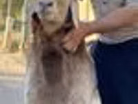 Widder, Arashan sheep — Foto 8