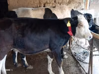 Cow, Kazakh White-headed cow — photo 2