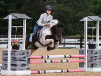 Hengst, Pinto horses — Foto 1