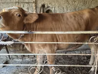 Kuh, Simmental cattle — Foto 3
