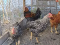 Chickens — Foto 2