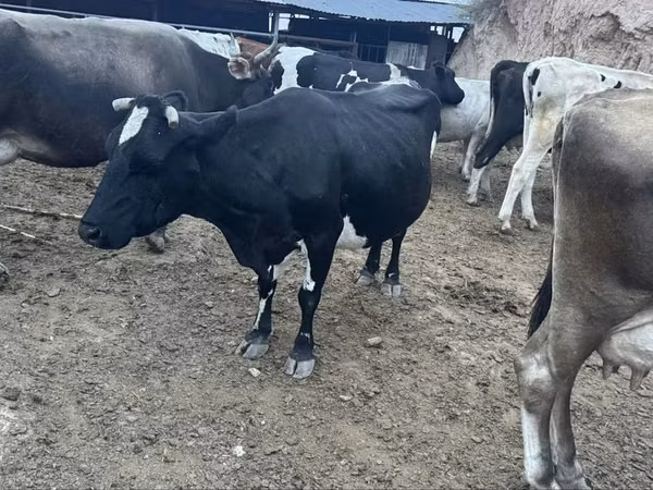 Сиыр, Latvian Blue cattle