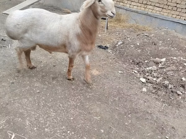 Ram, Arashan sheep