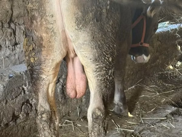 公牛, Swiss cattle — 吉尔吉斯斯坦