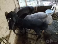 كبش, الأغنام — الصورة 2