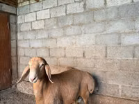 كبش, Arashan sheep — الصورة 6