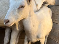 Ziege, Saanen goat — Foto 3