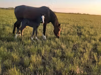 فرس, Kazakh horse — الصورة 1