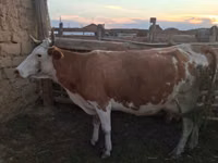 Vaca, Ganado vacuno — foto 2