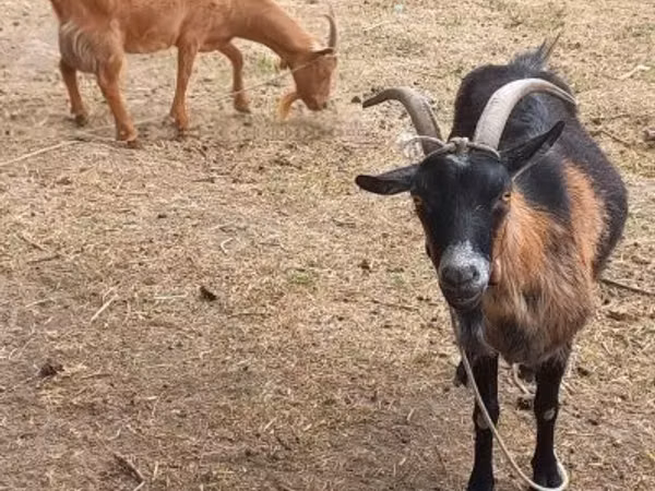 Ziege, Alpine goat