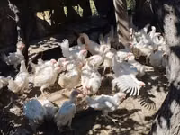 Chickens — الصورة 2