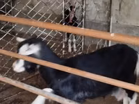 Ziege, Alpine goat — Foto 3