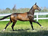 Aygʻir, Akhal-Teke — 8-rasm