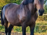 Hengst, Međimurje horse — Foto 5