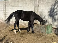 Stute, Friesian sport horse — Foto 2