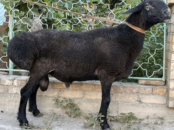 كبش, الأغنام — أوزبكستان