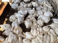 Chickens — Foto 2
