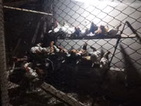 Chickens — Foto 1