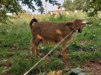 Ziegenbock, Ziegen — Foto 4