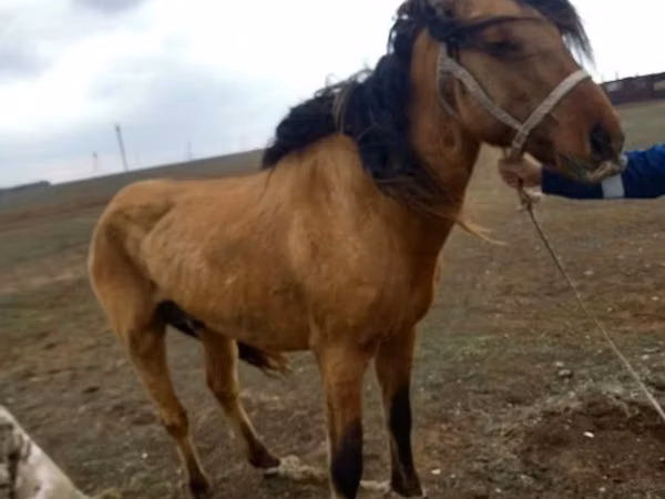 Toychoq, Kazakh horse — Qozogʻiston