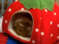 Mini donuz balası (guinea pig) üçün tam dəst ev və aksesuarlar tam — photo 5