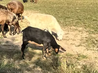 Ziege, Nubian Goat — Foto 5