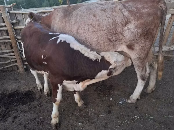 Vaca, Ganado vacuno
