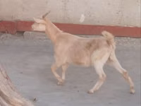 عنزة, الماعز — الصورة 1