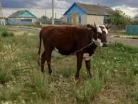 Kuh, Simmental cattle — Foto 2