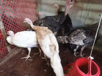 Turkeys — الصورة 5