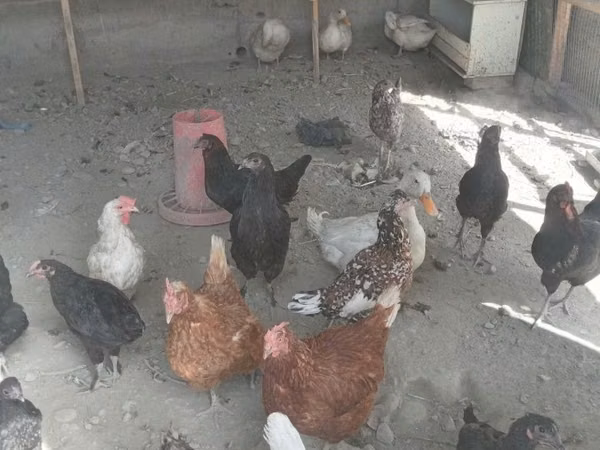 Chickens — Usbekistan