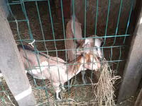 Cabra, Nubian Goat — foto 5
