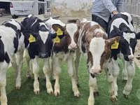 Rinder (Partie, Geschlecht nicht angegeben), Simmental cattle — Foto 6