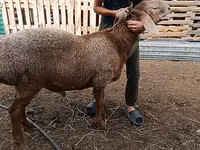 Sheep (batch, sex not specified), Arashan sheep — photo 3