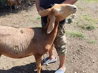 Schaf, Arashan sheep — Foto 5