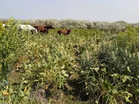 حصان, الخيول — الصورة 1