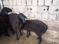 كبش, الأغنام — الصورة 6