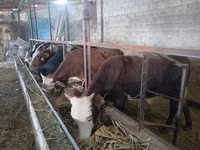 公牛, Cattle — 照片 5