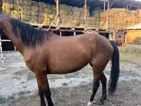 Stute, Friesian sport horse — Foto 4