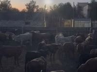 公牛, Cattle — 照片 1